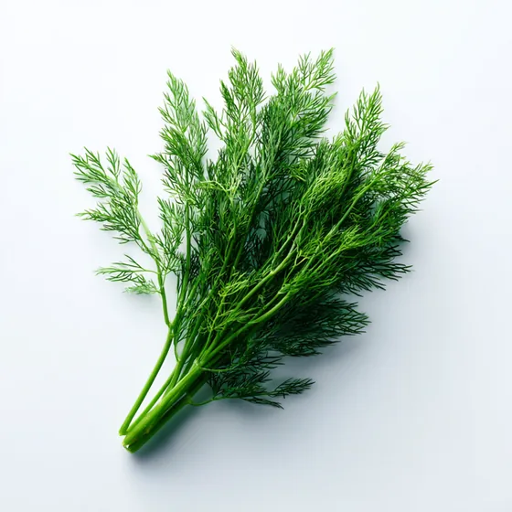 Dill