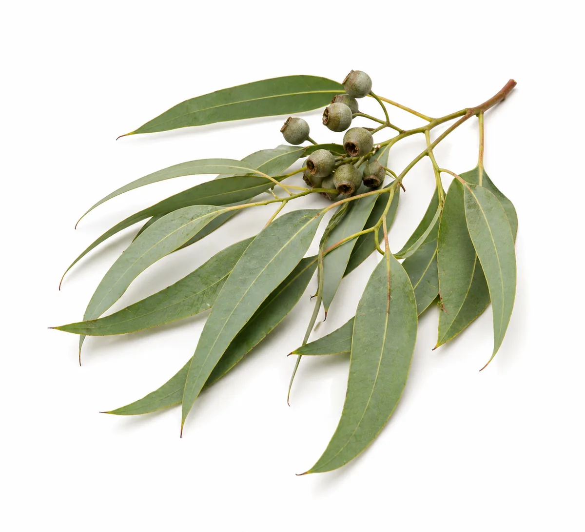 Eukalyptus