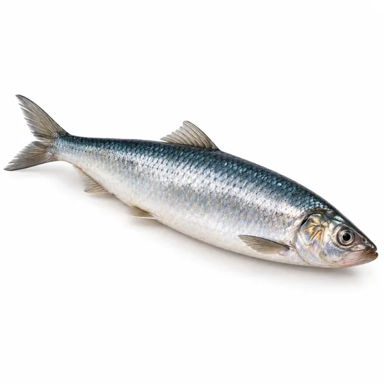 Hering