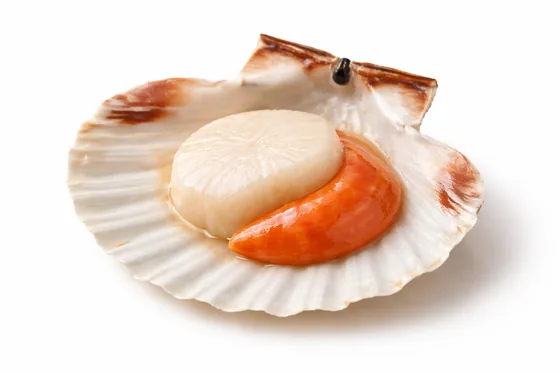 Jakobsmuschel