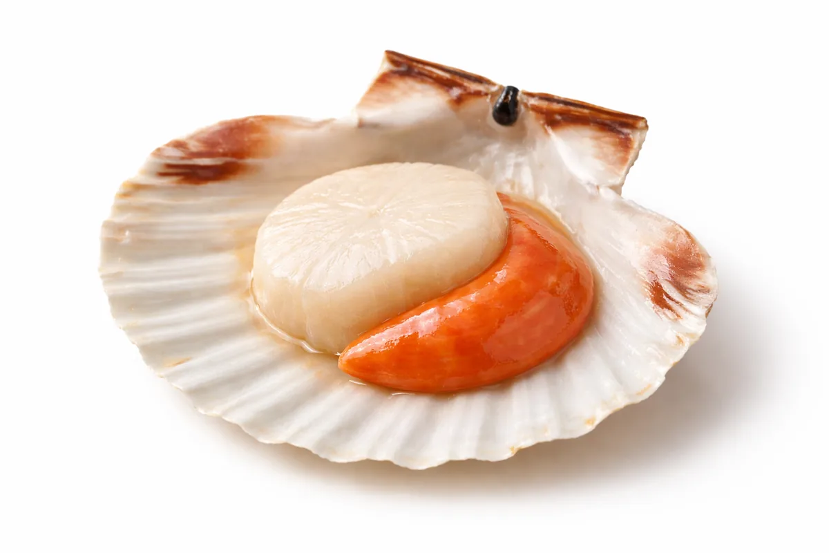 Jakobsmuschel