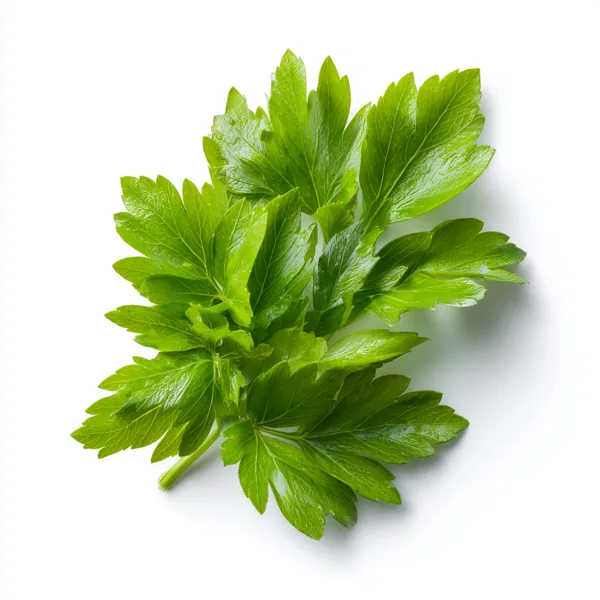 Liebstöckel