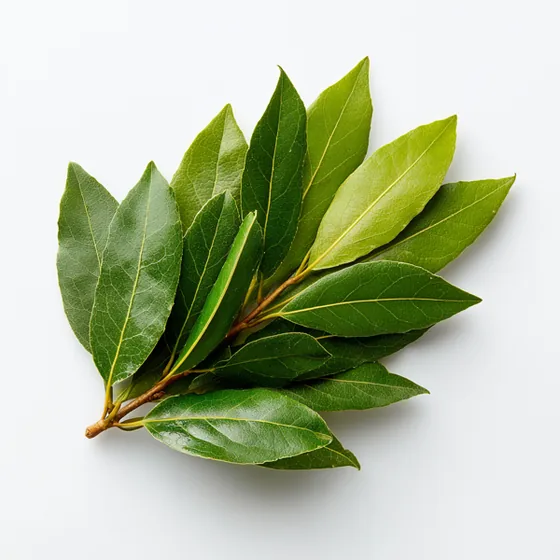 Lorbeerblatt