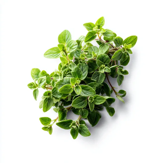 Oregano