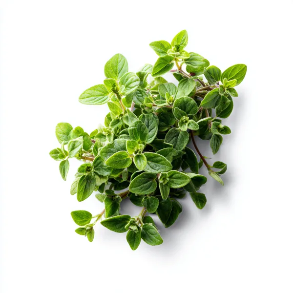 Oregano