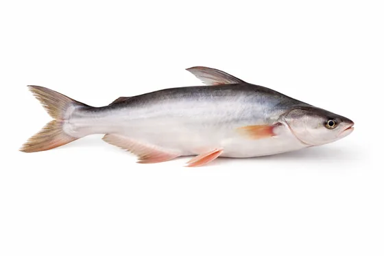 Pangasius