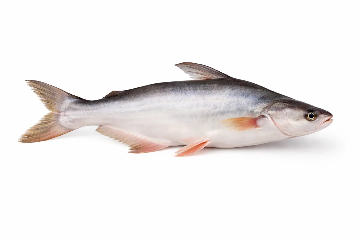 Pangasius