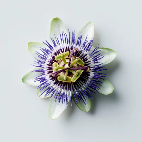 Passionsblume