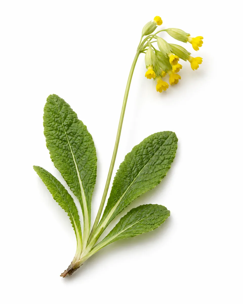 Schlüsselblume