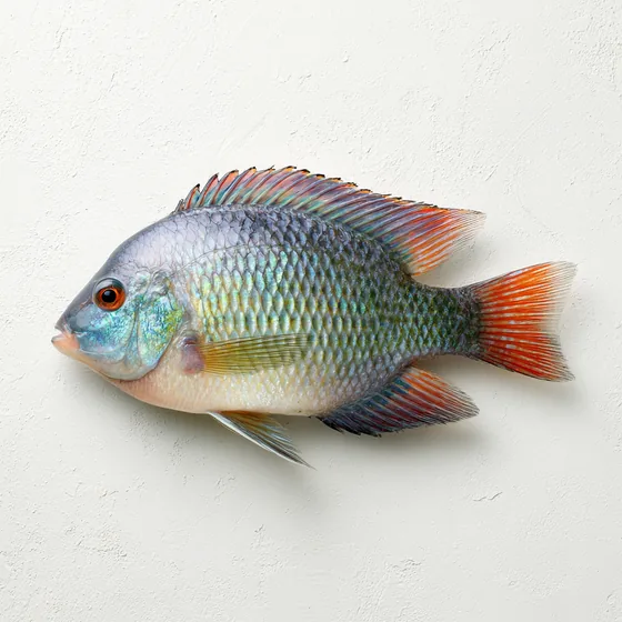 Tilapia