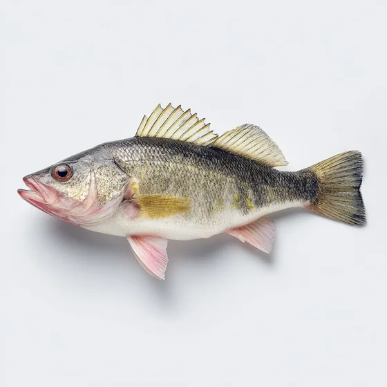 Zander